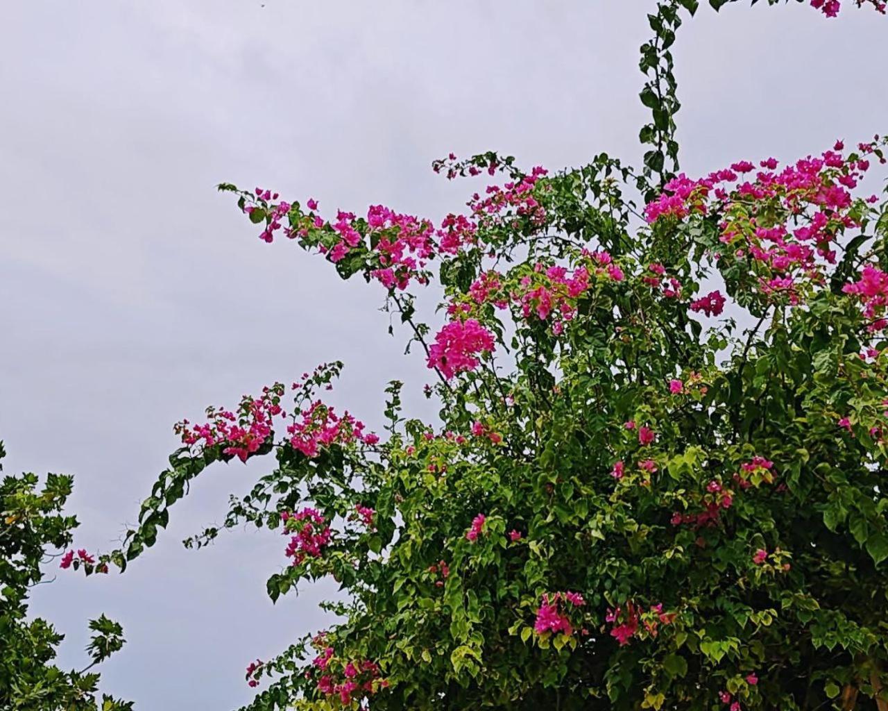 Bougan Villea Retreat Bodufolhudhoo Exteriör bild