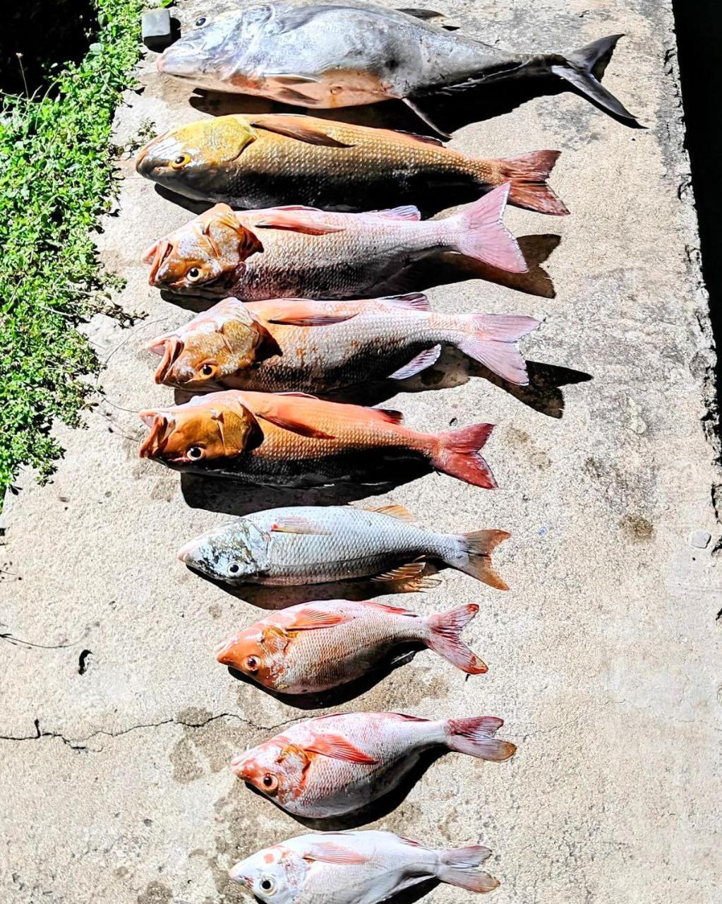 Bougan Villea Retreat Bodufolhudhoo Exteriör bild